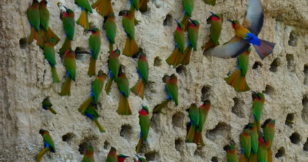 Bee-eaters in Murchison Falls national park