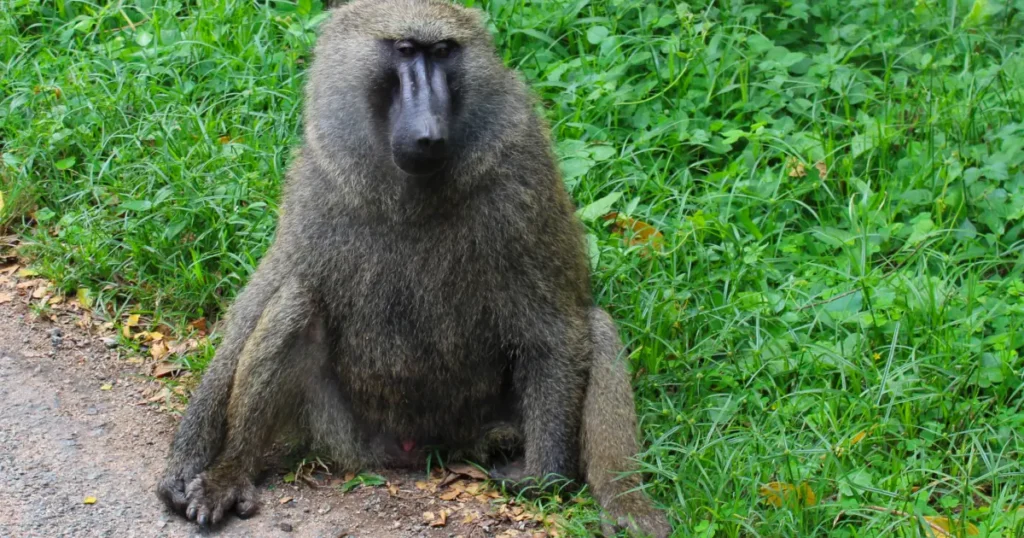baboon in Queen olive baboon