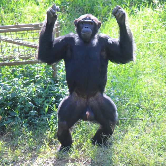 chimpanzee standing
