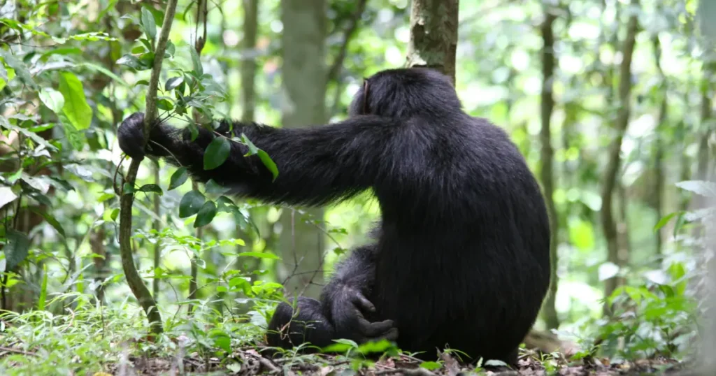 chimpanzee in Toro Semliki Reserve