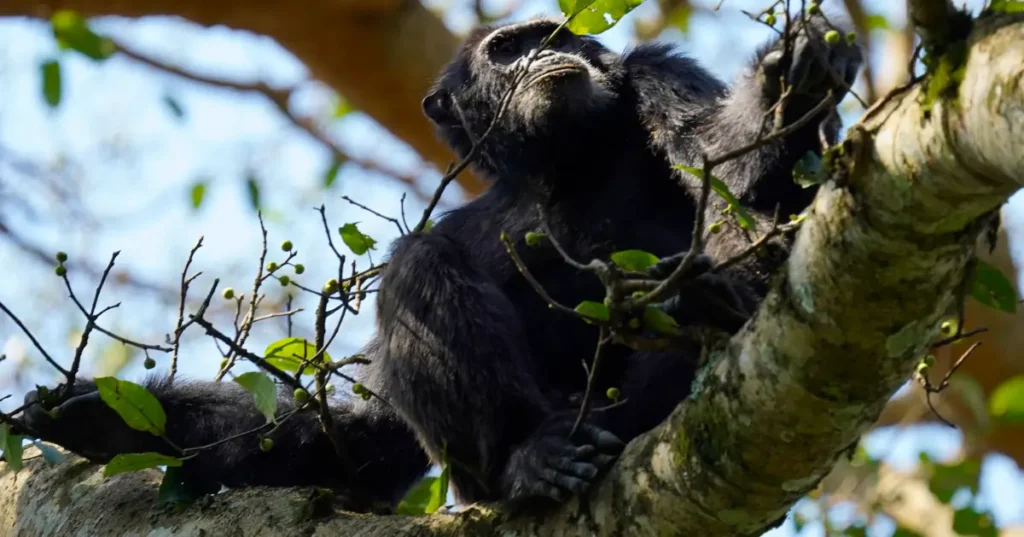 Chimpanzee in Kyambura Kyambura gorge chimpanzee