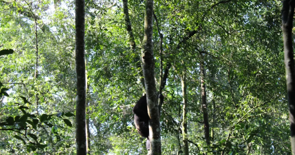 Kibale the chimpanzee trekking forest