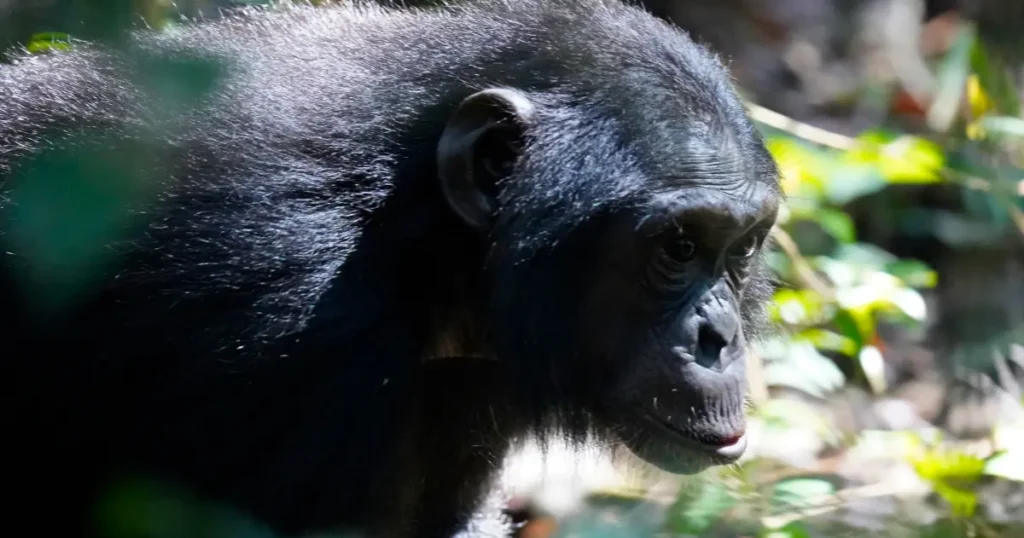 chimpanzee kyambura gorge chimpanzee kyambura gorge