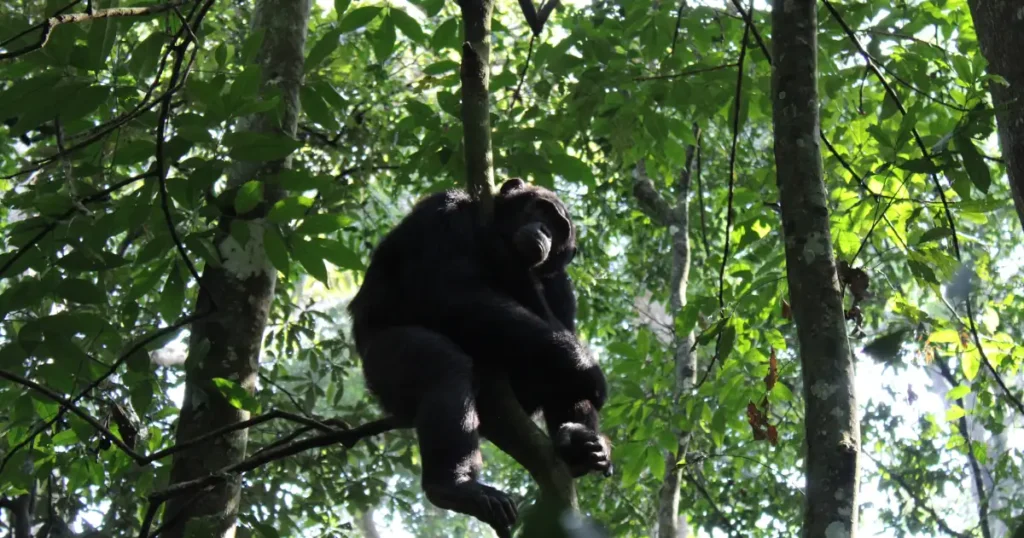 Chimpanzee in Semuliki