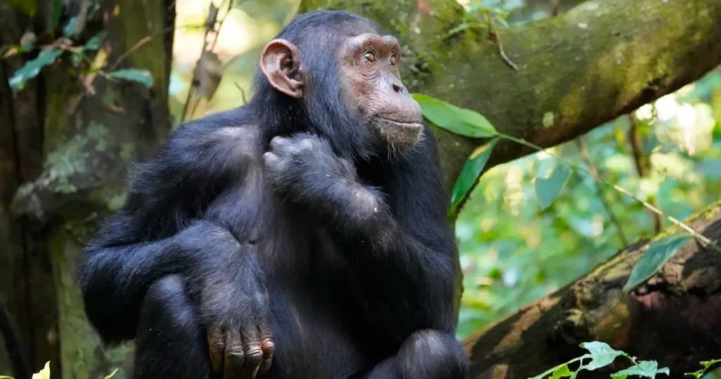 chimpanzee trekking 