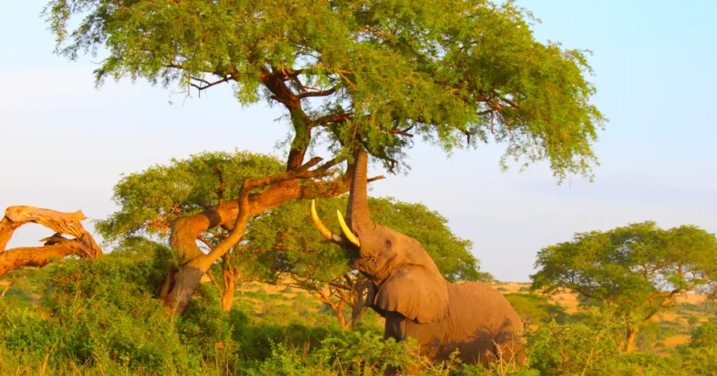 elephant-browsing-qenp elephant browsing