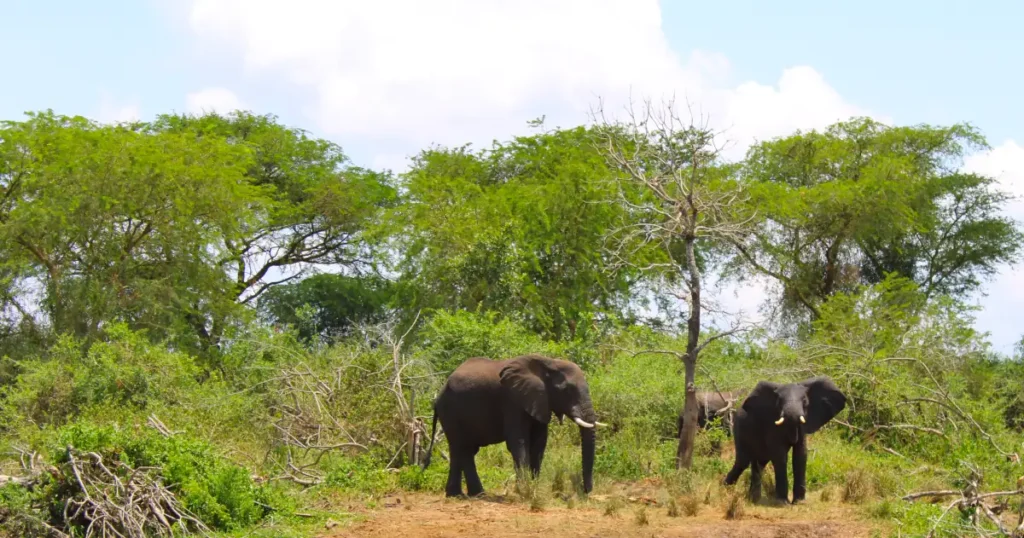 Elephants in Semuliki National Park