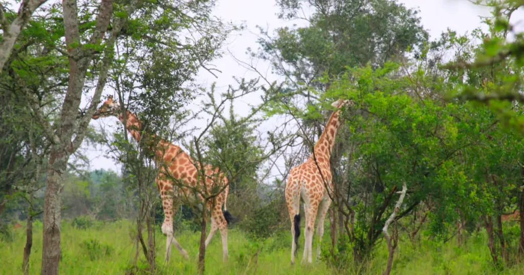 giraffe in Lake Mburo National Park