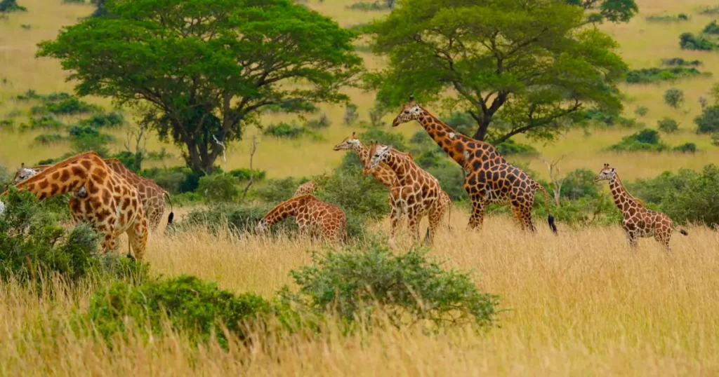 giraffes in Uganda giraffes