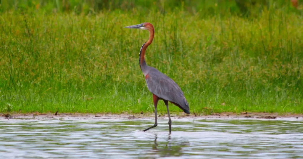 goliath heron in Murchison Falls Uganda