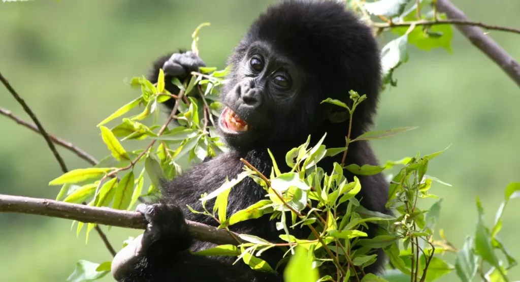 gorilla baby during a 3 day gorilla trekking