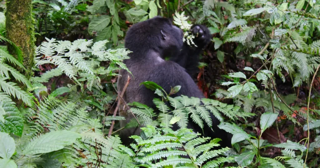 Gorilla species diet