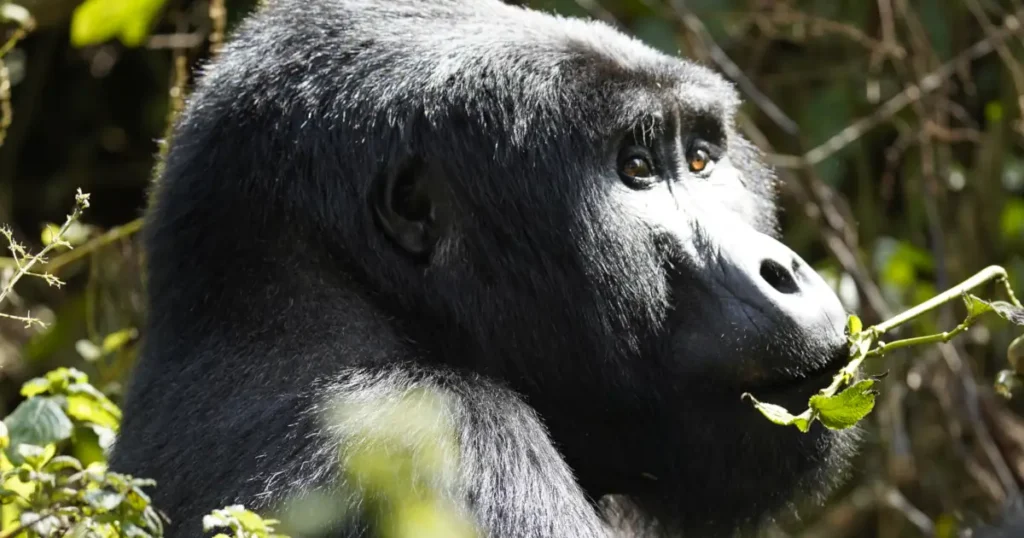 gorilla eating shoots