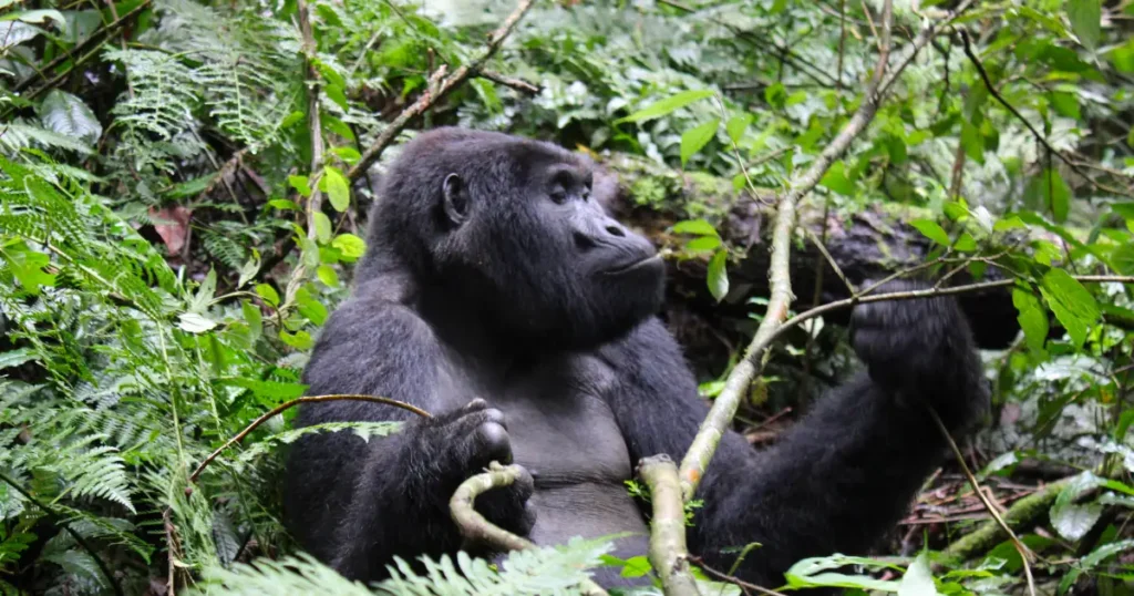 Gorilla eating tree bark Gorilla diet