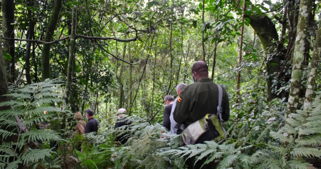gorilla tracking in Bwindi