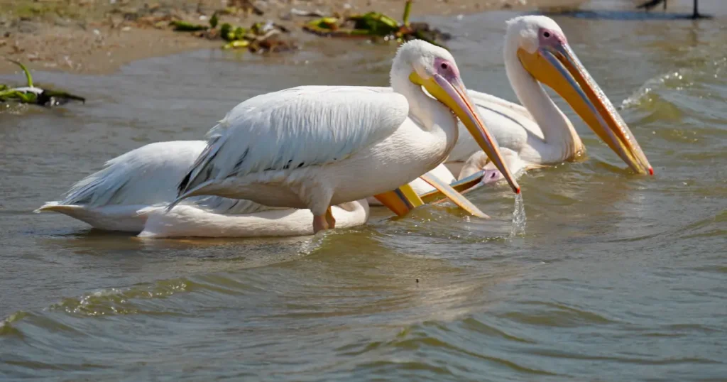 Great White Pelican white pelican in Uganda