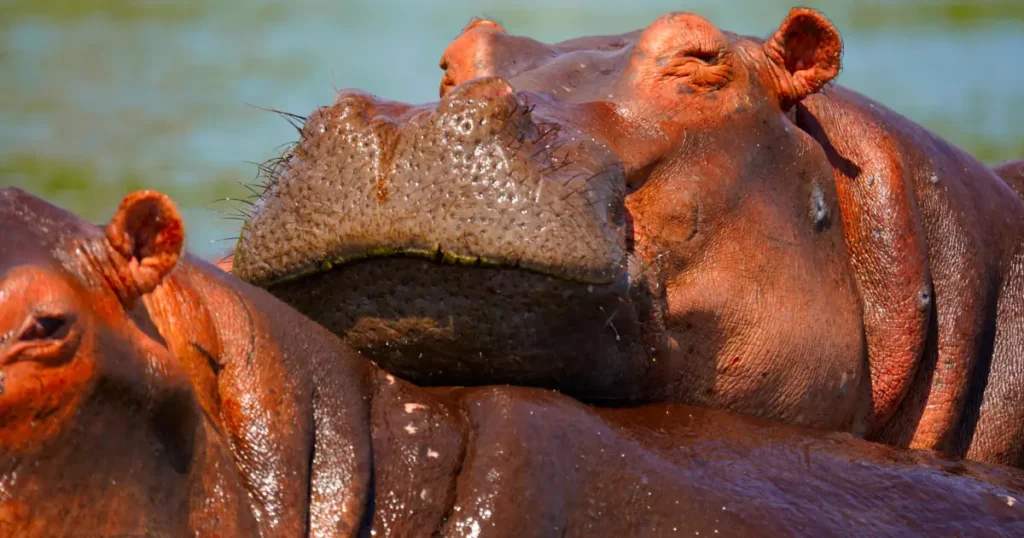 Hippos in Mburo