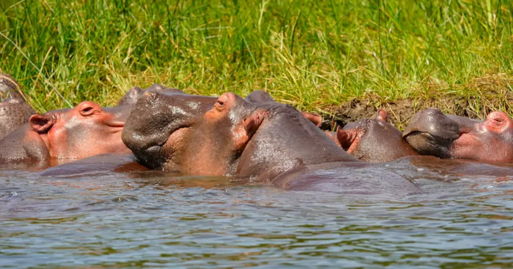 Hippos