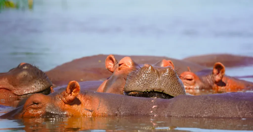 hippos-in-kazinga hippos in Queen