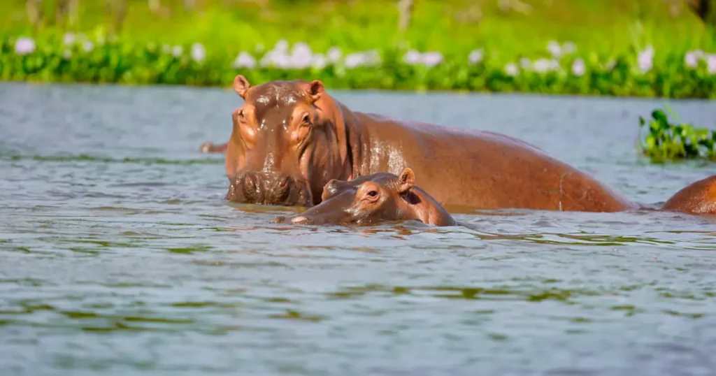 hippopotamus