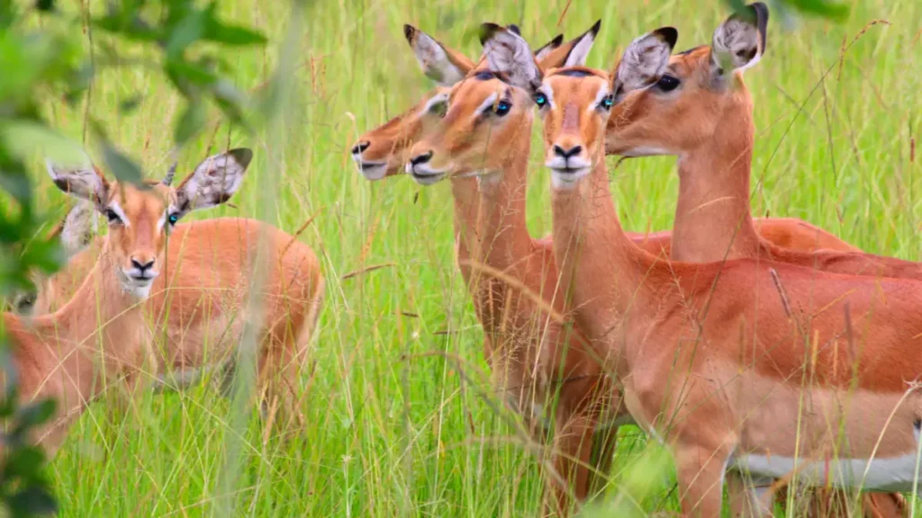 impala-lake-mburo impala