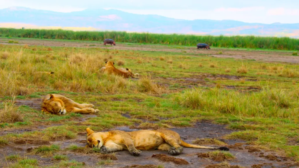 kasenyi plains queen elizabeth Kasenyi