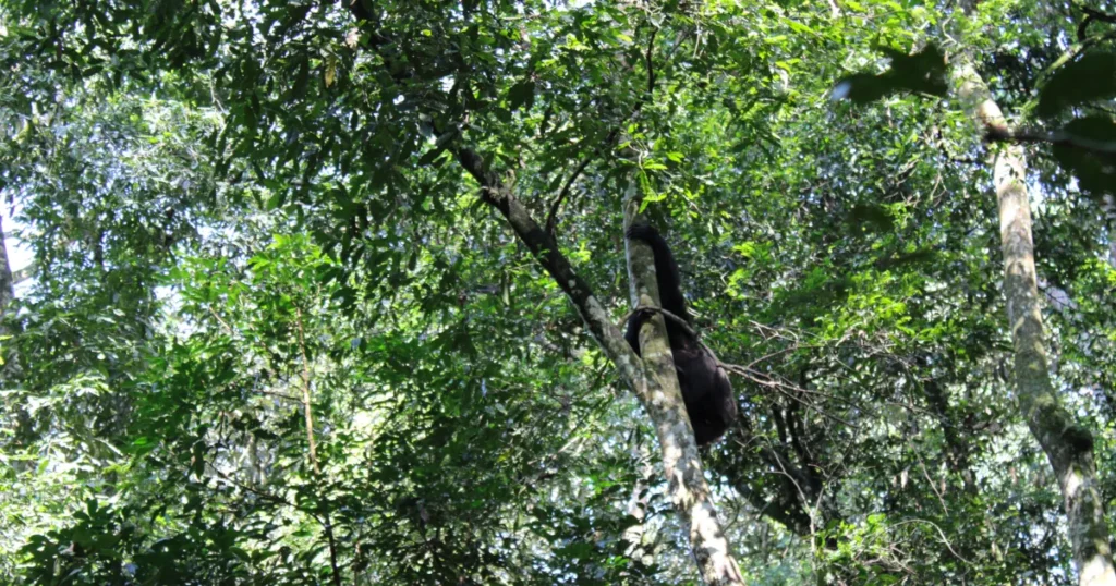 kibale forest national park chimpanzee