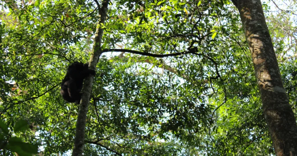 Kibale chimpanzee trekking