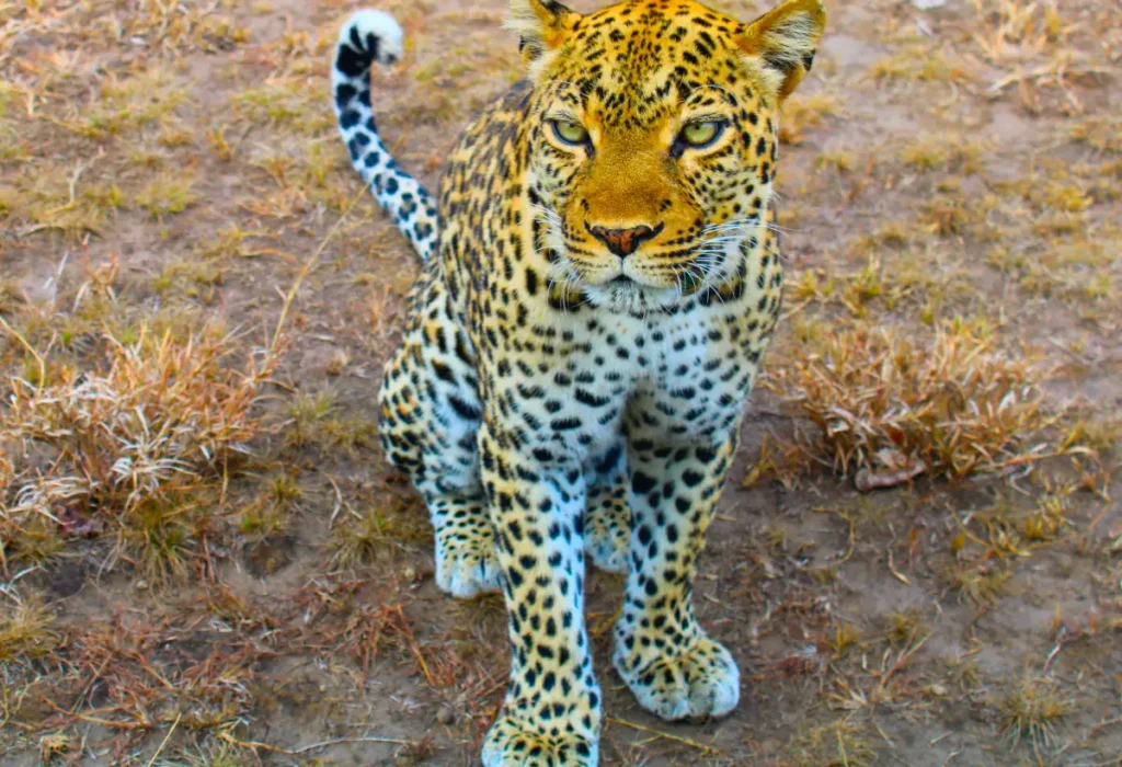 leopard-in-queen-elizabeth-np Leopard in Queen Elizabeth