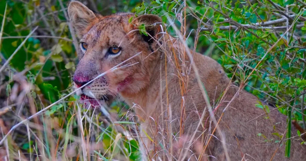 lion-queen lion in Queen Elizabeth NP