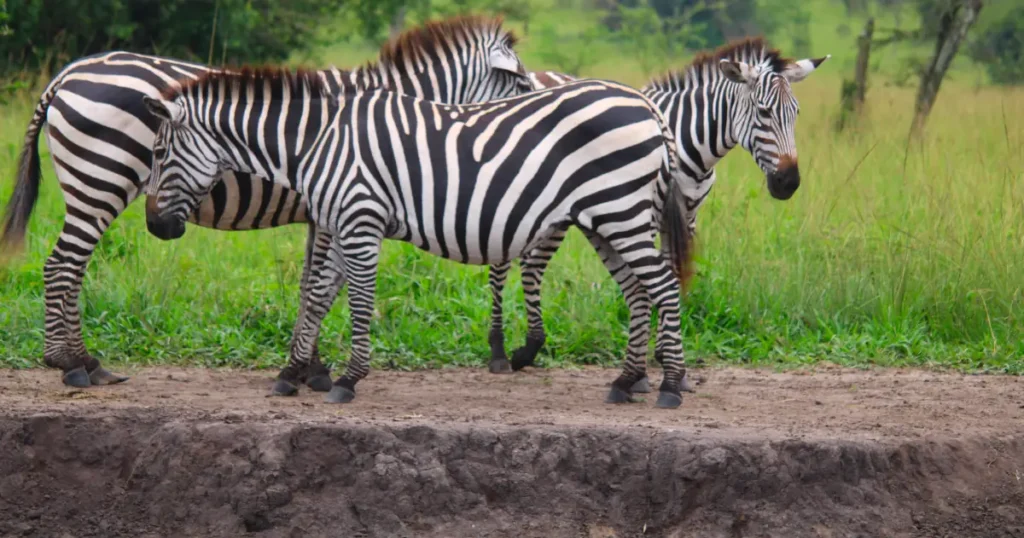 Mburo zebra