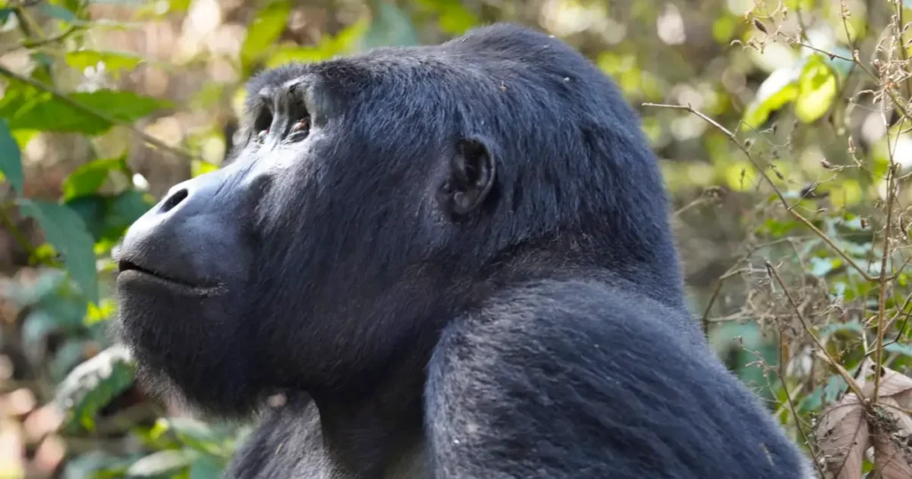 Mgahinga gorillas Mgahinga gorilla
