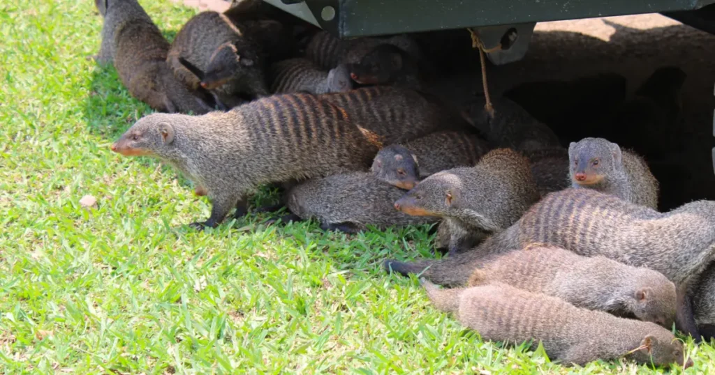 The Banded Mongoose mongoose