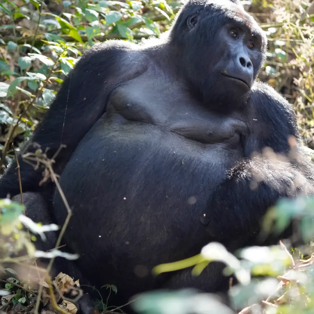 Mountain gorilla