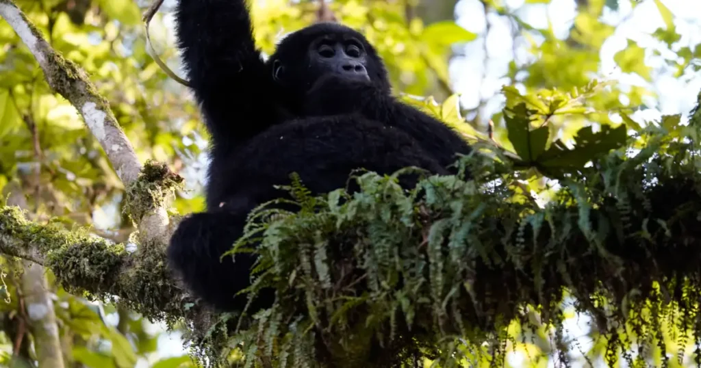 mountain gorilla subspecies