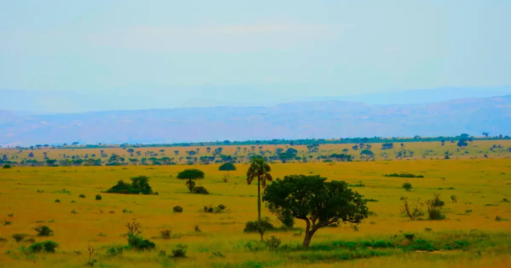 Vegetation in Murchison