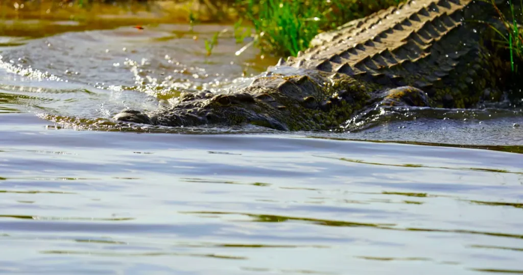 Nile crocodile in Murchison Falls Uganda