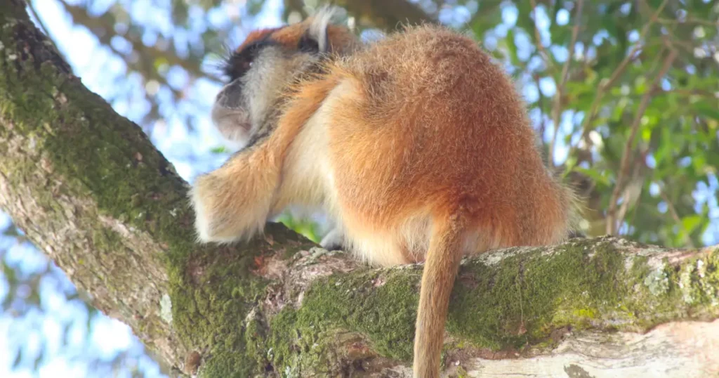 Patas Monkey in Murchison