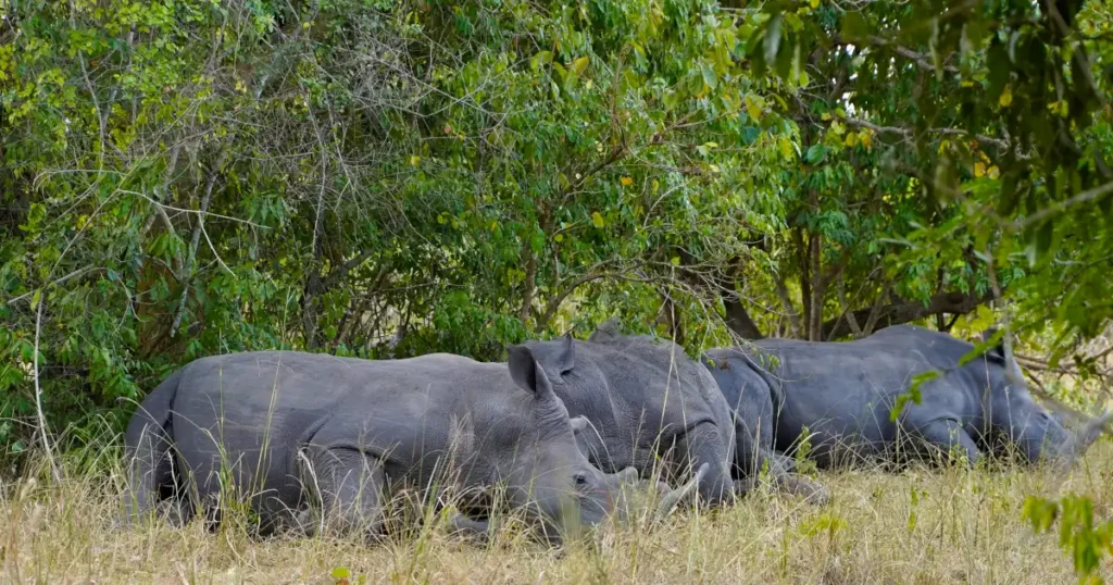 Ziwa rhinos during the Murchison Falls safari