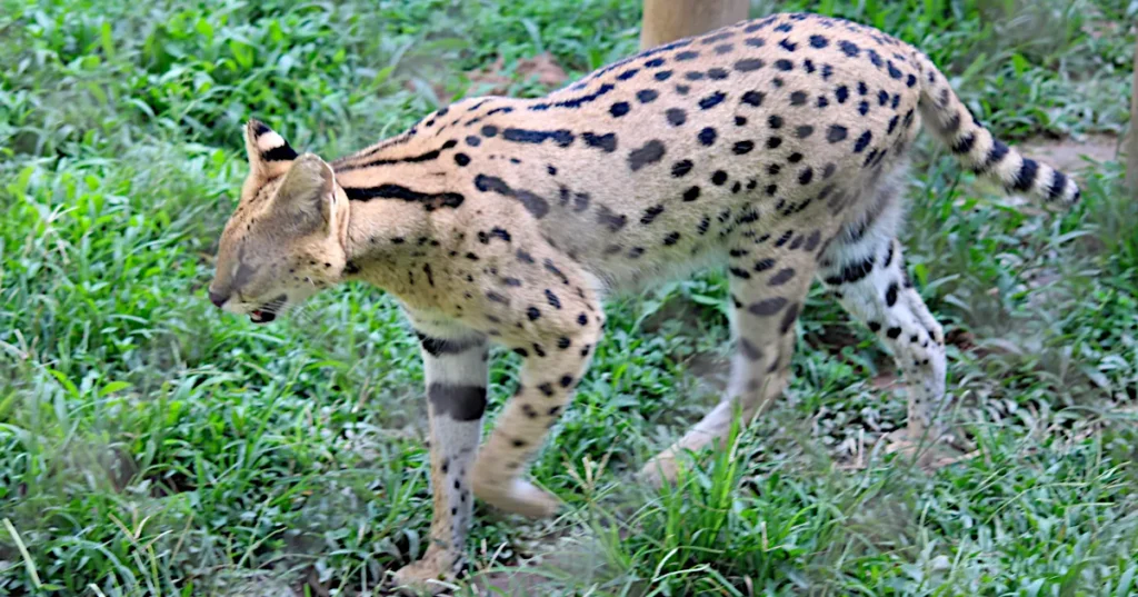 serval cat