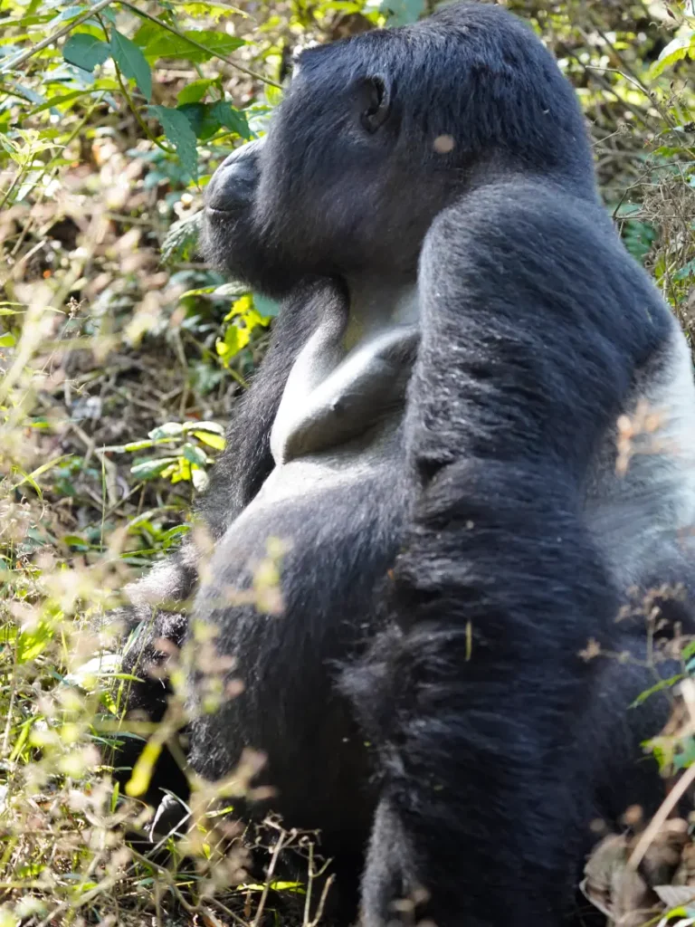silverback in bwindi silverback