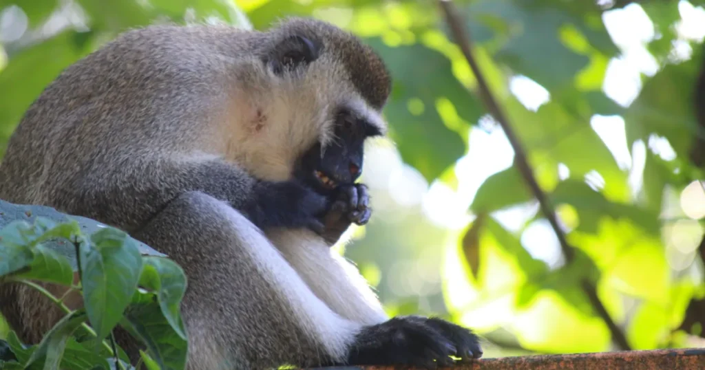 A vervet monkey in Kibale Forest