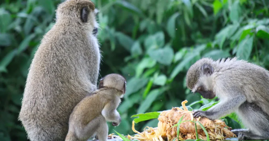 vervet monkey in Kibale national park
