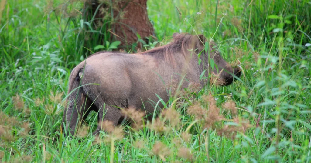 Warthog in Kibale