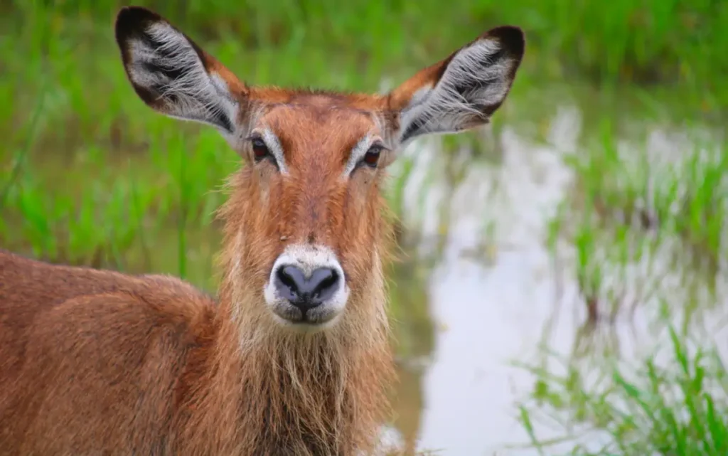 Waterbuck