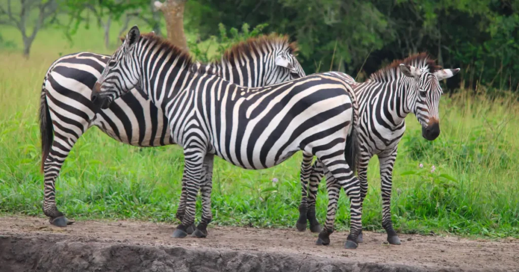 Lake Mburo Zebras
