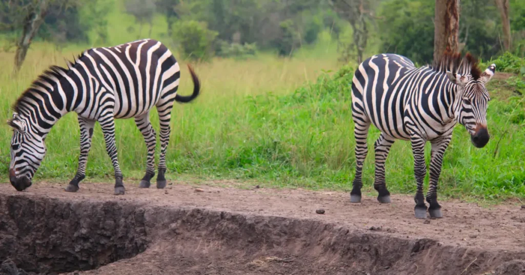 Zebra in Lake Mburo National Park