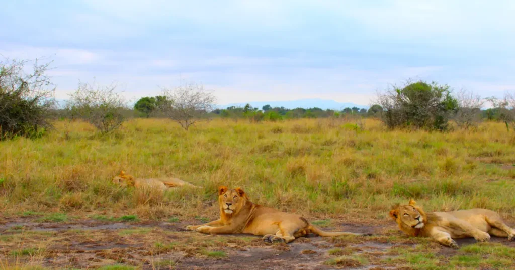 African lion safari