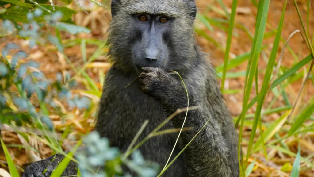 Papio Anubis