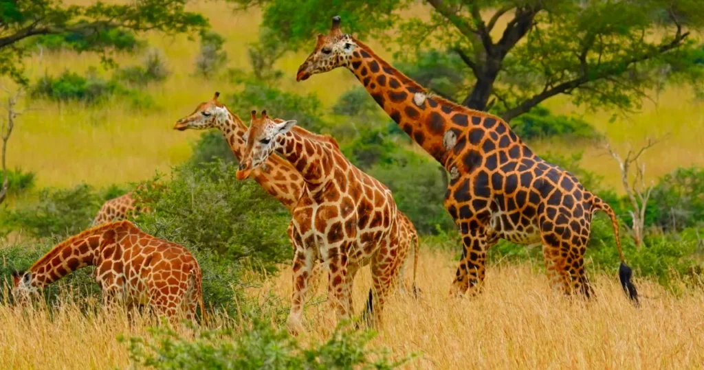 giraffe